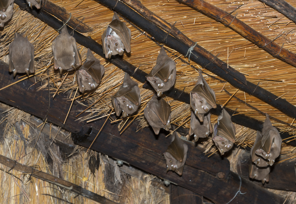 Bats in Attic | All Creatures Wildlife Removal